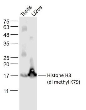 Histone H3 (di Methyl K79) antibody
