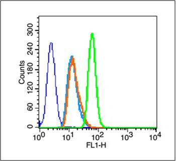 HSP27 Rabbit Polyclonal Antibody