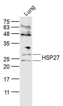 HSP27 Rabbit Polyclonal Antibody