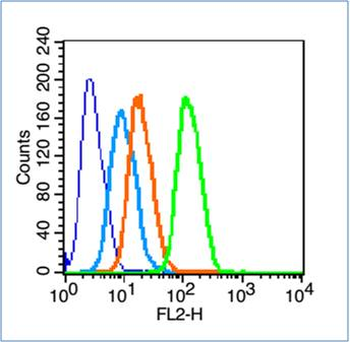 CREB-1 Rabbit Polyclonal Antibody