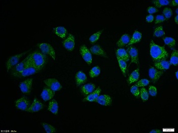 PTEN (phospho-Ser385) antibody