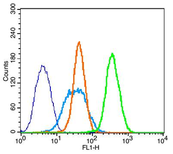 Bcl-2 Rabbit Polyclonal Antibody