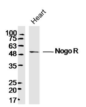 Nogo R Rabbit Polyclonal Antibody