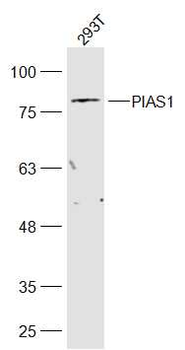 PIAS1 Rabbit Polyclonal Antibody