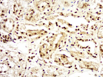 CCDC54 Rabbit Polyclonal Antibody