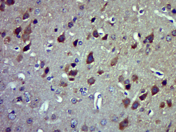 WNT4 Rabbit Polyclonal Antibody