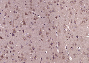 WNT4 Rabbit Polyclonal Antibody