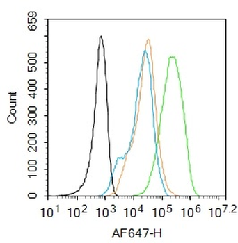 CD44V6/HCAM Rabbit Polyclonal Antibody