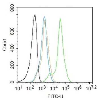 Retinoid X receptor alpha Rabbit Polyclonal Antibody