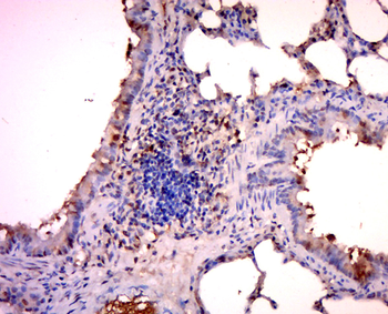 Retinoid X receptor alpha Rabbit Polyclonal Antibody