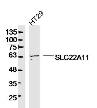 SLC22A11 Rabbit Polyclonal Antibody