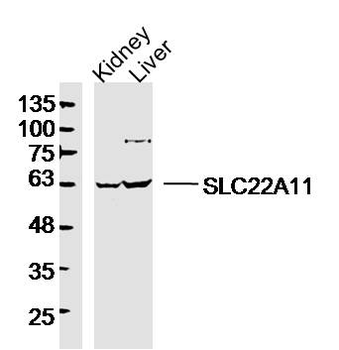 SLC22A11 Rabbit Polyclonal Antibody