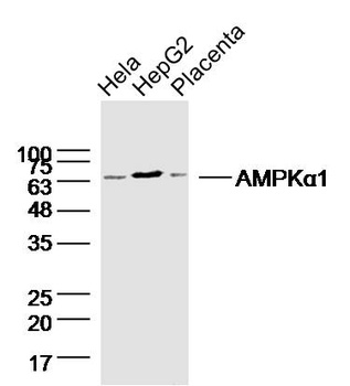AMPK Alpha-1 antibody