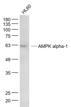 AMPK alpha-1 Mouse Monoclonal Antibody