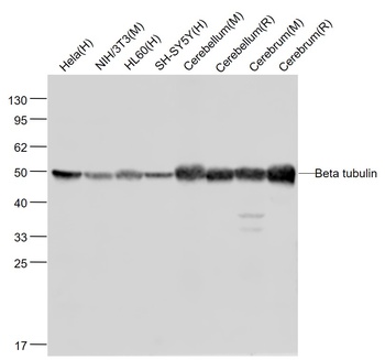 Beta Tubulin(Loading Control) antibody