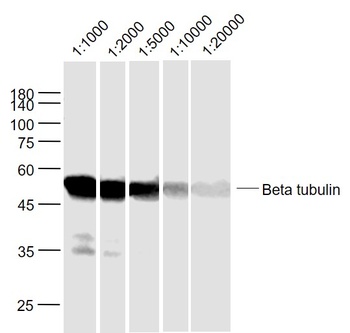 Beta Tubulin(Loading Control) antibody