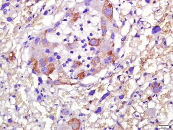 ENOS Mouse Monoclonal Antibody