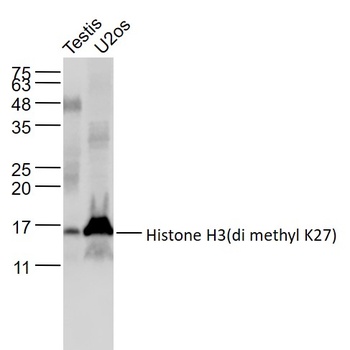 Histone H3(di Methyl K27) antibody