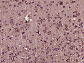 RNF128 Rabbit Polyclonal Antibody