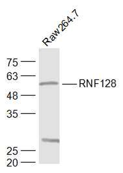 RNF128 Rabbit Polyclonal Antibody
