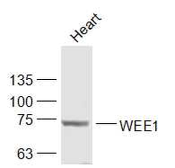 WEE1 Rabbit Polyclonal Antibody