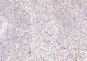 Histone H4 Rabbit Polyclonal Antibody