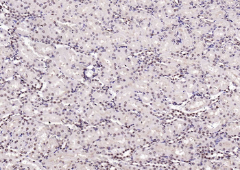 Histone H4 Rabbit Polyclonal Antibody