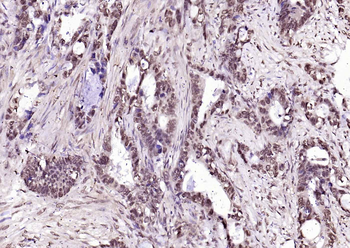 Histone H4 Rabbit Polyclonal Antibody