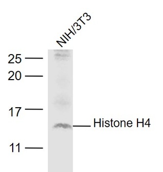 Histone H4 antibody