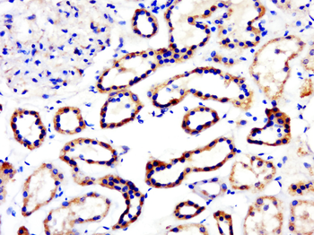 Scramblase 1 Rabbit Polyclonal Antibody