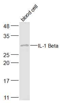 IL-1 Beta Rabbit Polyclonal Antibody