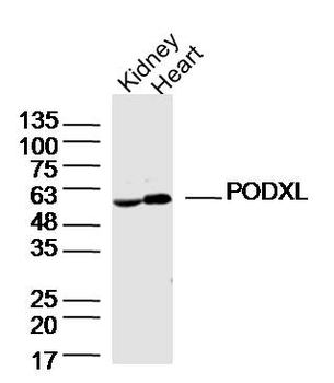 PODXL Rabbit Polyclonal Antibody