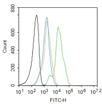 Retinoid X receptor alpha Rabbit Polyclonal Antibody