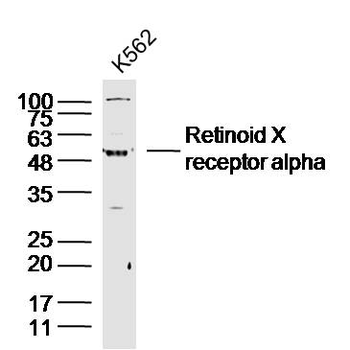 Retinoid X receptor alpha Rabbit Polyclonal Antibody
