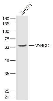 VANGL2 Rabbit Polyclonal Antibody