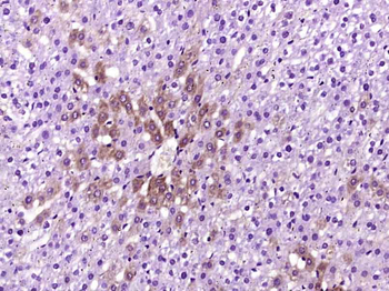 HBEGF Rabbit Polyclonal Antibody