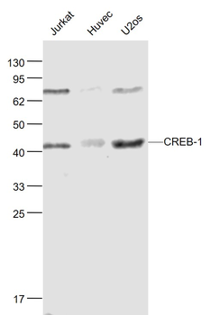 CREB-1 Mouse Monoclonal Antibody
