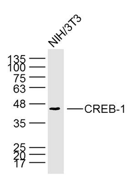 CREB-1 Mouse Monoclonal Antibody