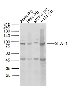 STAT1 Mouse Monoclonal Antibody
