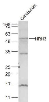 HRH3 Rabbit Polyclonal Antibody