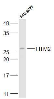 FITM2 Rabbit Polyclonal Antibody