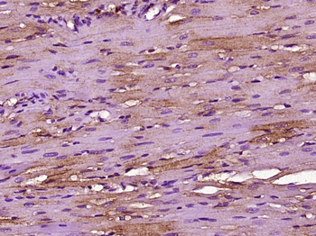 Caveolin-3 Rabbit Polyclonal Antibody