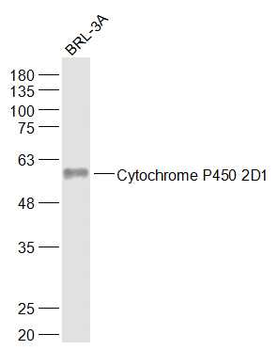 Cytochrome P450 2D1 Rabbit Polyclonal Antibody