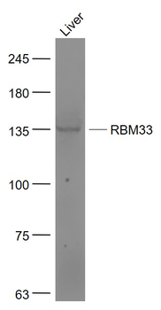 RBM33 Rabbit Polyclonal Antibody