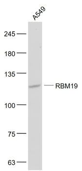 RBM19 Rabbit Polyclonal Antibody