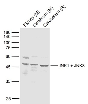 JNK1 + JNK3 antibody