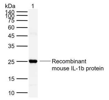 IL-1 Beta Rabbit Polyclonal Antibody