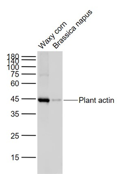 Plant actin Mouse Monoclonal Antibody (Loading Control)