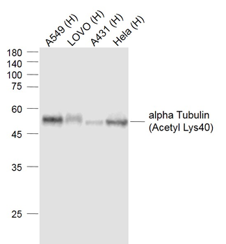 Alpha Tubulin (Acetyl Lys40) Mouse Monoclonal Antibody
