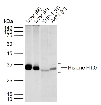 Histone H1.0 Rabbit Polyclonal Antibody